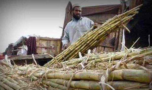 Sugar production begins in 13 sugar mills in South Punjab