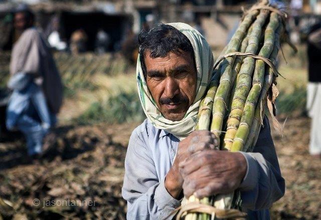 sugarcane-farmer