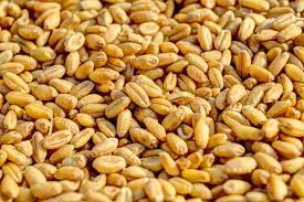 Punjab government will not procure wheat from growers