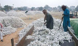 Despite a Decline in Average Cotton Yield, Prices Continue to Fall"