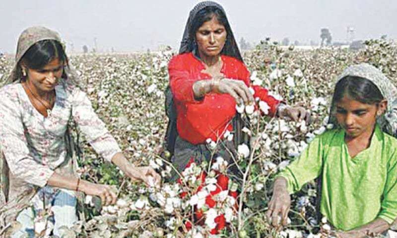 Cotton cultivation