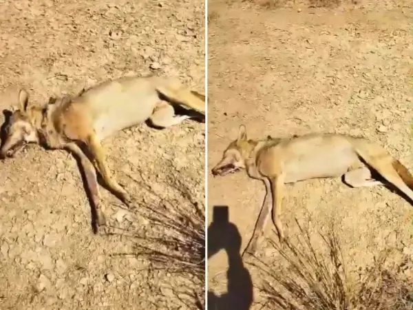 Indian Grey Wolf killed