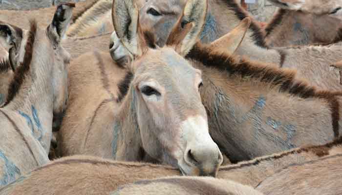 Donkeys Meat