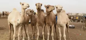 Two Camels Axed to Death in Cholistn
