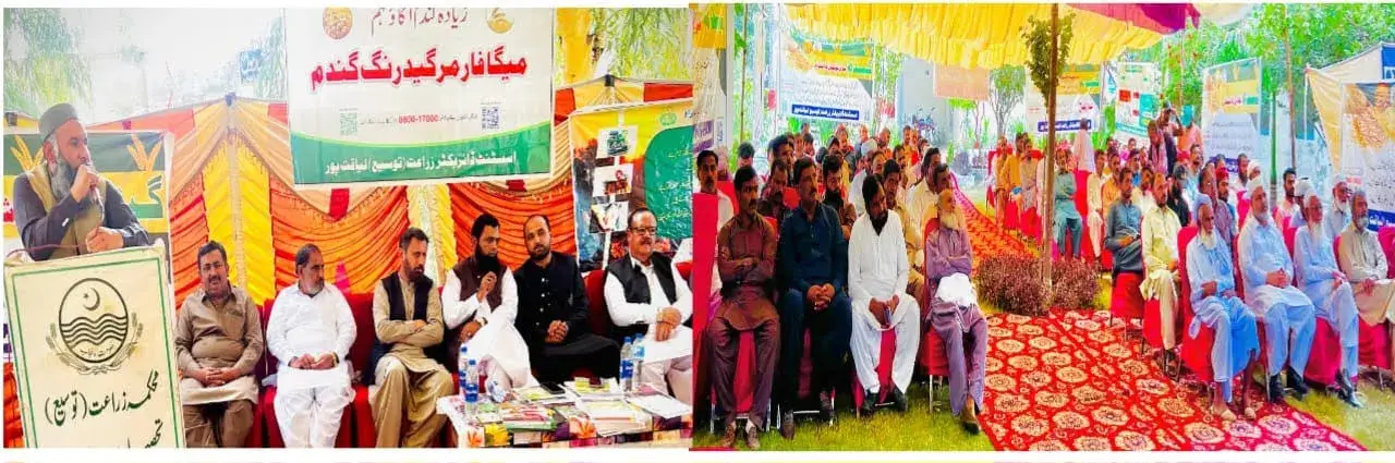 Punjab government has fixed the price of wheat seed at Rs. 5,500 per bag: Director Agriculture Muhammad Jamil Ghauri