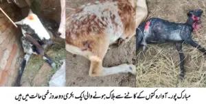 Mubarak Pur: Stray Dogs Attack Goats Tied at Abdul Latif’s Home in Basti Khokhran — One Valuable Goat Killed, Two Others Injured