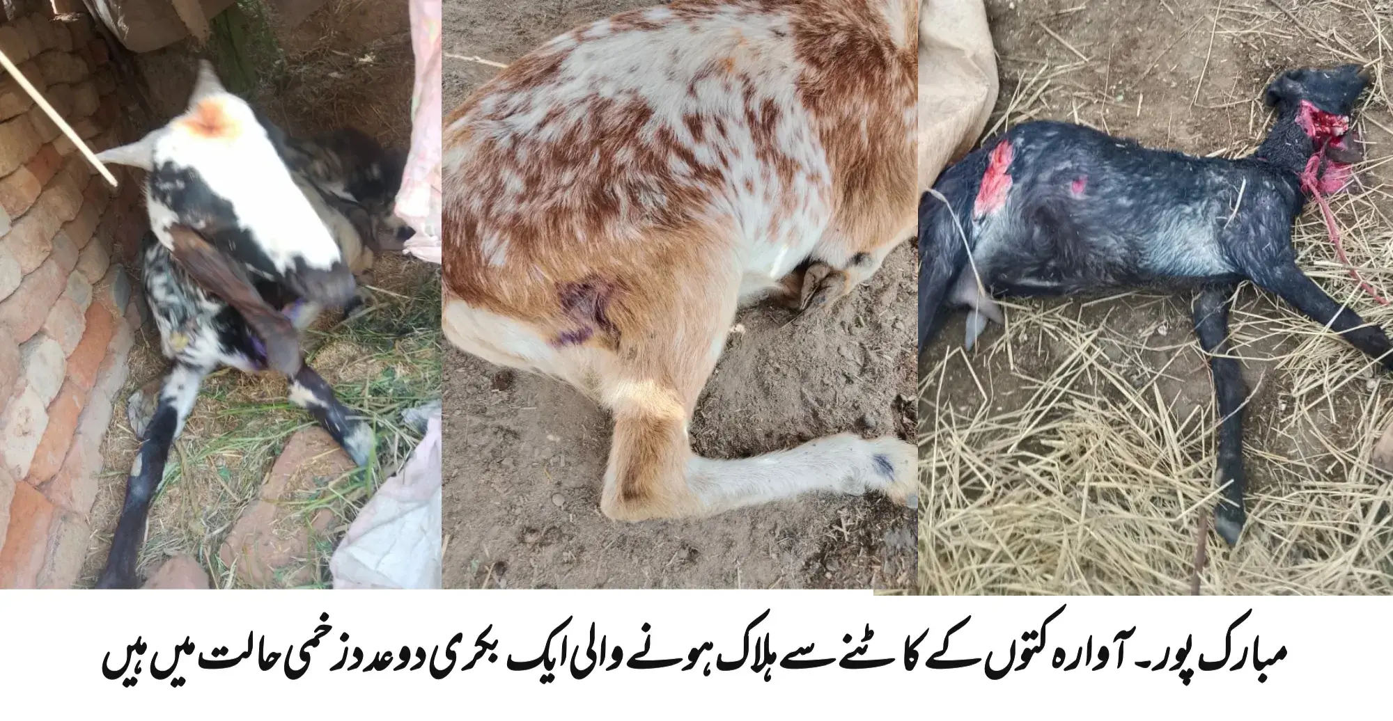 Mubarak Pur: Stray Dogs Attack Goats Tied at Abdul Latif’s Home in Basti Khokhran — One Valuable Goat Killed, Two Others Injured