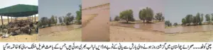 Heavy Rains Revive Cholistan Desert as Water Ponds Replenish and Families Return